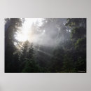 Suche nach strahlen poster Natur
