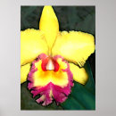 Suche nach cattleya poster Tropische