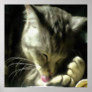 Suche nach fell poster Haustier