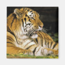 Suche nach zoo magnete Tiger