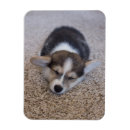 Suche nach pembroke welsh corgi magnete Dog