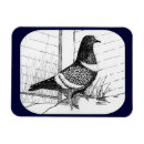 Suche nach pigeon magnete Vogelvogel