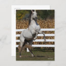 Suche nach andalusisches pferd postkarten Rasse