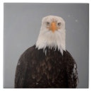 Suche nach weißkopfseeadler fliesen Greifvogel