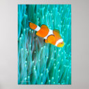 Suche nach clownfische poster Tauchgänge