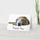 Suche nach golden retriever karten Goldgelb