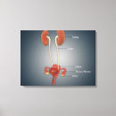 Suche nach menschliche organe leinwandbilder Kunstwerke