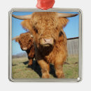 Suche nach rinder ornamente Kalb