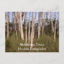 Suche nach everglades postkarten Florida