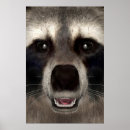Suche nach säugetier poster Waschbär