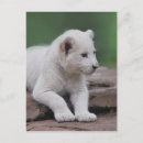 Suche nach knochen postkarten Für kinder