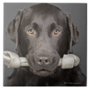 Suche nach schokolade labrador Niedlich