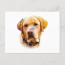 Suche nach labrador retriever postkarten Kaninchen