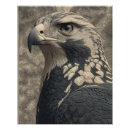 Suche nach adler foto poster Amerika