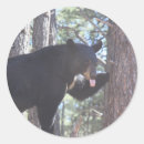 Suche nach schwarzbär aufkleber Bären
