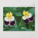 Suche nach zerbrechlich postkarten Blume