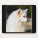 Suche nach amerikanischer eskimo mousepads Eskie