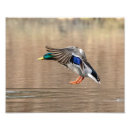 Suche nach enten flug poster Natur
