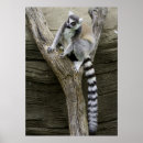 Suche nach lemur poster Niedlich