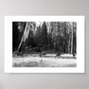 Suche nach weißer hirsch poster Wälder