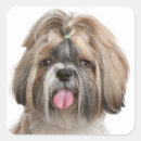 Suche nach shih tzu hund aufkleber Welpen