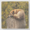 Suche nach roter fuchs untersetzer Wildtiere
