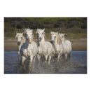 Suche nach camargue pferde poster Laufend