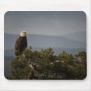 Suche nach amerikanischer adler mousepads Vogelvogel