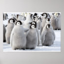Suche nach lustige pinguine poster Für alle