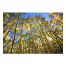 Suche nach gelber himmel poster Wald