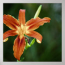Suche nach lilium poster Natur