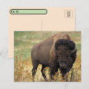Suche nach buffalo postkarten Überquerung