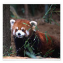 Suche nach kleiner panda poster Rot