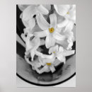 Suche nach hyazinthe poster Hyakinth