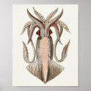 Suche nach cephalopod poster Vintag