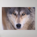 Suche nach grey wolf poster Wildlife