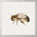 Suche nach kleine bienen poster Hummeln