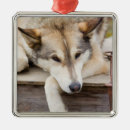 Suche nach schlittenhund ornamente Tier