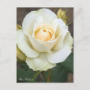 Suche nach edelweiss postkarten Blume