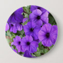Suche nach petunien buttons Blume