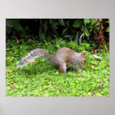Suche nach graues eichhörnchen poster Natur