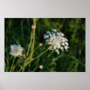 Suche nach königin anne poster Blume