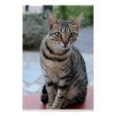 Suche nach gestreifte katze poster Niedlich