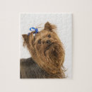 Suche nach kleine hunde puzzle Studioaufnahme