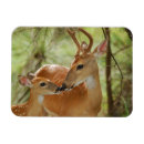 Suche nach whitetail magnete Tiere