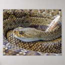 Suche nach rattlesnake poster Foto