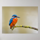 Suche nach eisvogel poster Natur