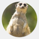 Suche nach meerkat aufkleber Mekka