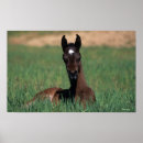 Suche nach araber poster Bob langrish