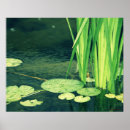 Suche nach lily pad poster Grün